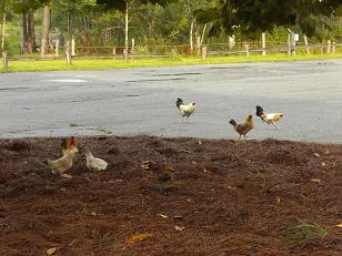 Roosters Everywhere!