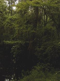 Big @$$ Cypress Trees (17 Mile River)