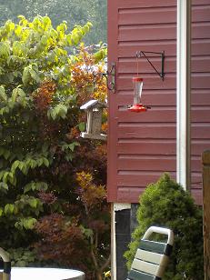 Hummingbirds Galour At Glen-Ella