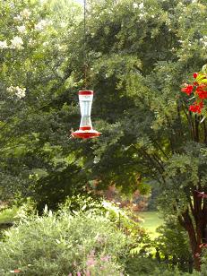 Hummingbirds Fighting Over The Feeder