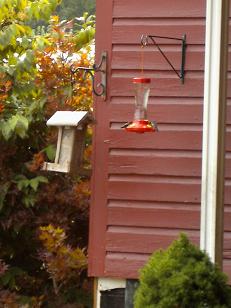 Hummingbirds Sharing The Feeder