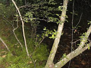 The Glen-Ella Springs