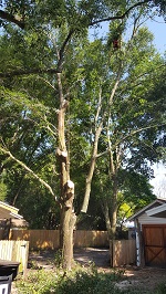 Backyard Tree Removal Rigging And Removing More Branches