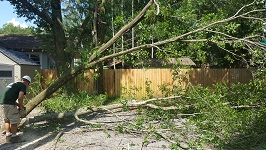 Backyard Tree Removal Rigging And Removing Third Tree