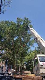 Backyard Tree Removal Rigging And Removing Third Tree
