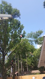 Backyard Tree Removal Rigging And Removing Third Tree