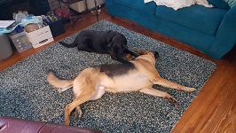 Kitchen Plumbing Helpers Hard At Work